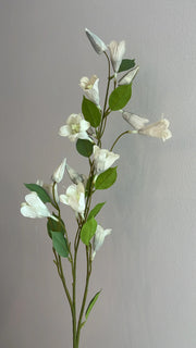 Lily nudie grey flower stem