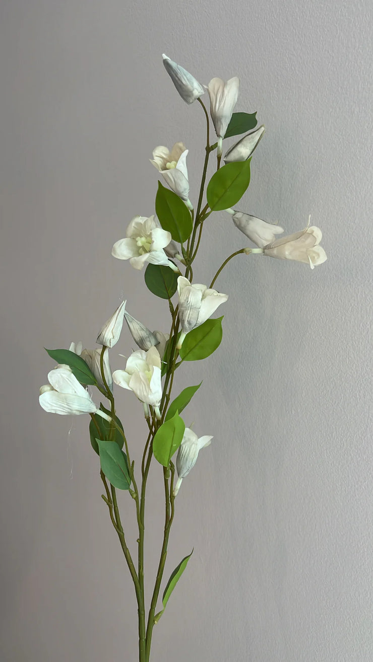 Lily nudie grey flower stem